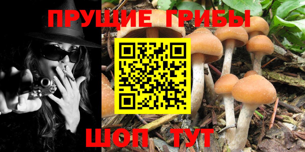 Тара  Псилоцибиновые грибы мухоморы  Вход с VPN 